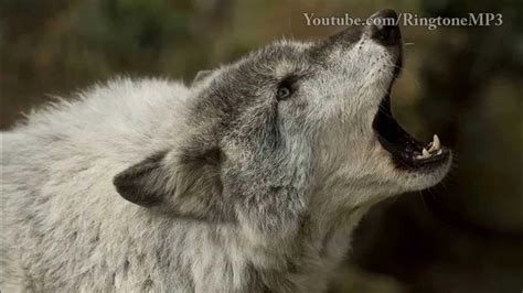 Wolf howling mp3  MP3 WAV